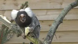 Common Marmoset, Axe Valley Wildlife Park (17th March 2019)