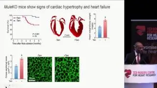 Control of cardiac growth and energy metabolism by Mule