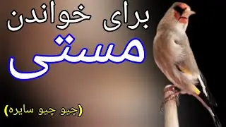 After rain gold finch singing | برای خواندن مستی چیو چیو سایره