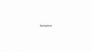 Myctophum PRONUNCIATION