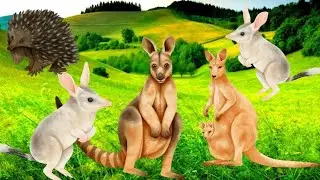 cut Zoo Animals In The World rabbits, pigs, monkeys, ducklings, Animals Sound