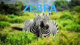 Zebra Facts | Animal Lover | Wild Life