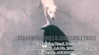 Stray Dogs feel happy seeing me after 2 weeks of revisiting from containment zone