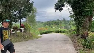 Sabah tea