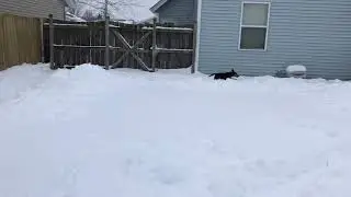 Roxie Snow Play 1 31 2021