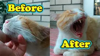 Долго чешу шею Коту. Какая будет у него реакция?