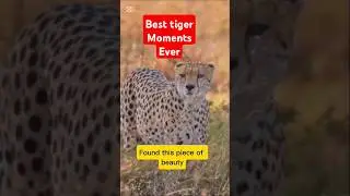 The Ultimate Tiger Chase Nature at Its Best #TigerChase #Wildlife #Nature #BigCat #AnimalChase