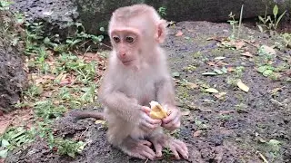 This baby monkey very cute ! His name JACEE the last baby of JOYCE. He alway jump & hold on my hand 
