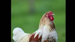 Chicken and Rooster Sound 🐓 | Real Animal Sounds for Kids | Learn Animals