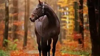DYNAMITE-BTS || Equestrian music video||