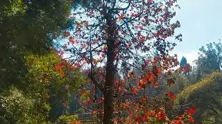 Maple tree|Royal Palm