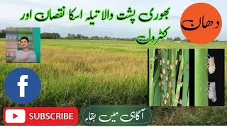 دھان کا بھوری پشت والا تیلہ \\\ How to control tela(Rice brown hopper)(آگاہی میں بقاء)