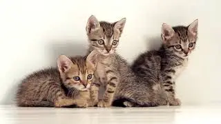 Becky Hill Space {kitten}