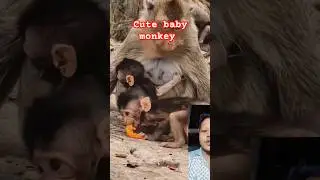 baby monkey eating funny video #funny #shorts #monkey