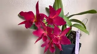 Cattleya Jewel Box &lsquo;Dark Waters&rsquo; AM/AOS