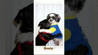 Tokki with Beanie ❤️🧡💛💚🩵💙💜#dog #puppy #shorts