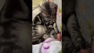 遊びたいし眠いし