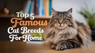 Top 5 Famous Cat Breeds for Home | Best Cats for Families & Pet Lovers!