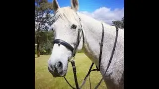 For Sale A Great Pleasure Horse Called Ozi