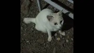 KUCING SIPUTIH DAN SIMERAH @samsulrijal 