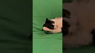 Eclipse the Cat being adorable in front of a green screen - #catlaughs CLIP