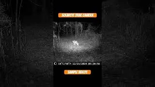 Solareye trail camera sample videos