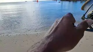 Live bait na baby trevaly..gumamit tayo ng floater para Maka langoy langoy..#fisherman #fishing 