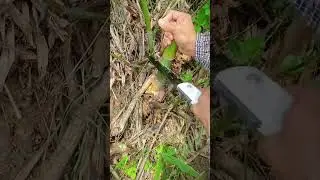 mini folding saw for cutting bamboo #shorts