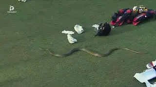 Unexpected Visitor: 🐍 Snake Join LPL Match 2023 #cricket #lpl