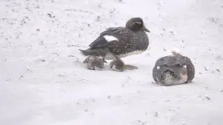 Falkland Steamer-Duck Fledglings near Gypsy Cove, Falklands (11.25.25)