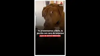 Ella es Belle, una #perrita muy especial... #Mascota #Mascotas #Dog #Perro #EsTrending