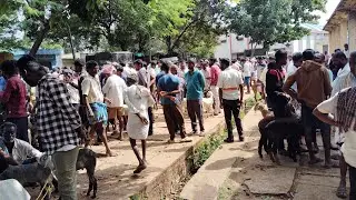 Gubbi sheep and goat market @ indian  goat, 2024