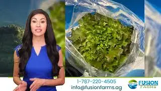 Fusion Farms - Hurricane Fiona we thrived with protected Aquaponics Vertical Farm in Puerto Rico