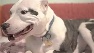 Sir Chico Chewing in Slow Mo (120fps A6300)