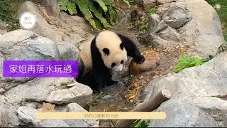 ［大熊貓🐼之旅］家姐近來特別興奮敏銳地親親盈媽，又喜歡在流水響浸腳挖水泉裏的石仔🐼🐻🐼🐻🐼💕💕💕💕💕
