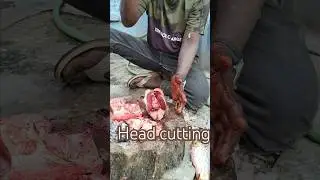 bocha fish cutting #katlafish #katlafish_cutting #fishing