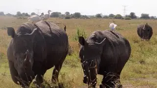 Lions watch a male rhino that won't take no for an answer