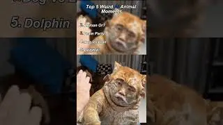 Top 5 Weird AI Animal Moments #animals #gmtng  #memes #weird