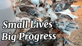 Small Lives, Big Progress | 1 Month Old Chicks Update  #SimpleLiving