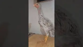 slice blue chicks round face! shamo chicks