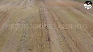 LIEBRES Y GALGOS CYL  TEMPORADA 25 26     25