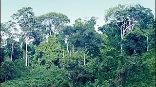 Một khoảng rừng già ở Gia lai
