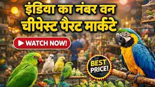 Abtak Ka Sabse Bada Or Sabse Sasta Parrot Market 2026 || तोता मिलेगा मात्र ₹40 रुपए में #AryaParrots