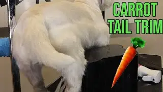How To Carrot Tail On Your Dog