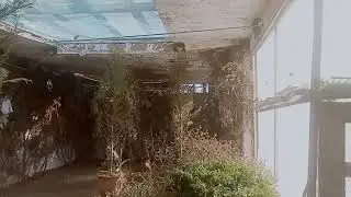 أهم العوامل التي يجب أن توفرها للحسون في مرحلة التعشيش وخروج الفراخ في أول يوم لتضمن إنتاج جيد 2023