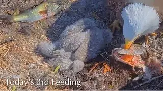#139🦅🐥23°🐥18°／Winter Park Eagle Nest 2026／Against All Odds:One-Eyed Mom／by Winter Park Eagle Cam