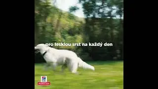 Hills Science Plan Lifestage star&scaron;&iacute; dospěl&yacute; pes