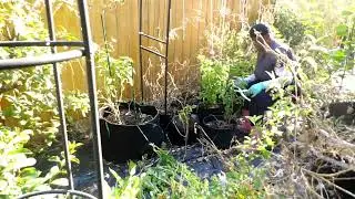 Part 1 Garden clean up getting ready for fall