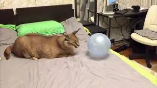 floppa with balloon