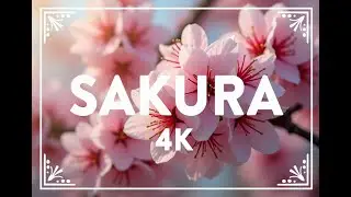 STUNNING Japanese Cherry Blossom 4K TV Wallpaper 15 mins